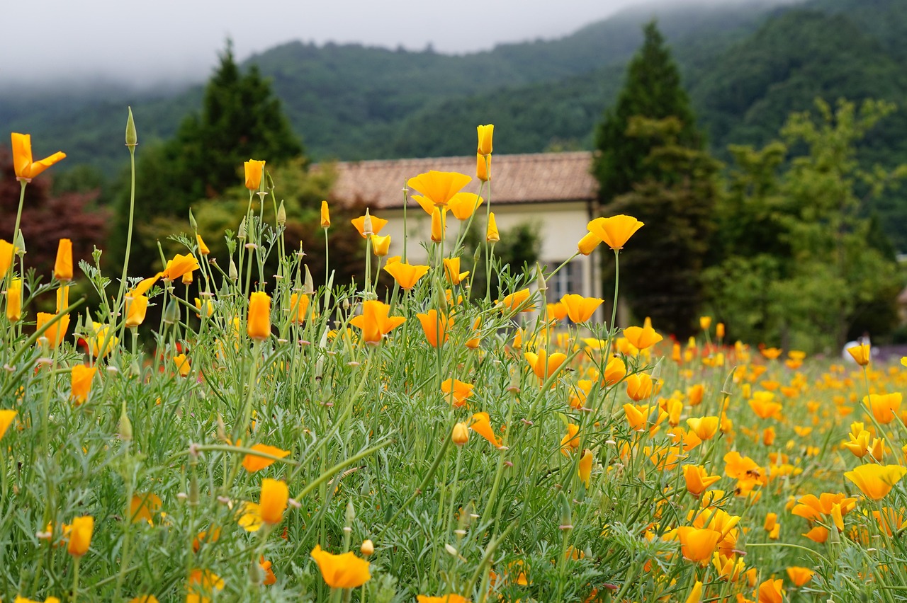 英豪6饮料网络购买平台
